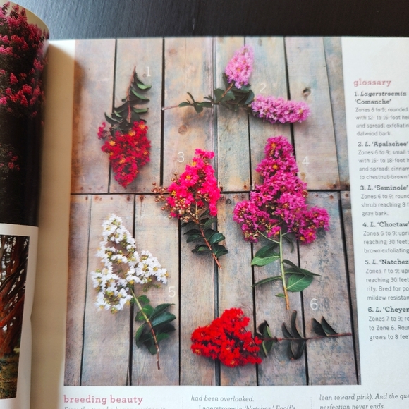 Martha Stewart Living magazine - July 2004 - Picture 3 of 7